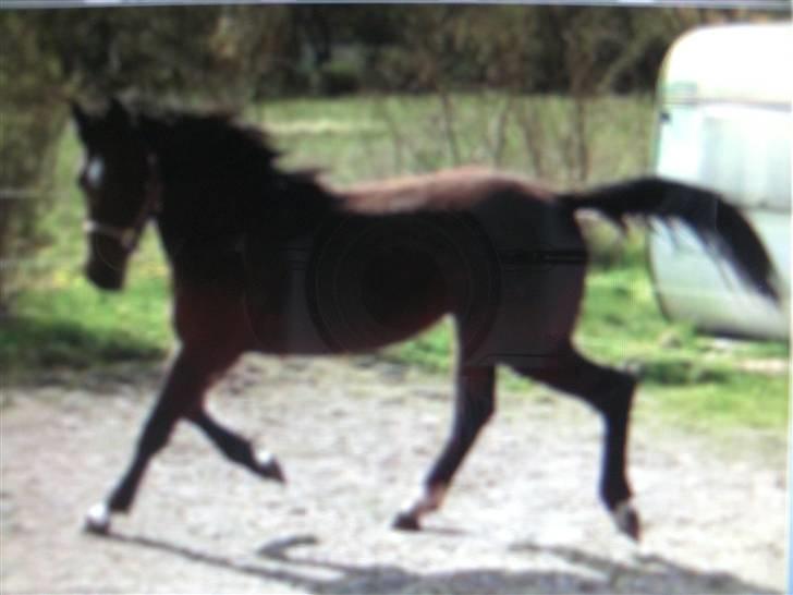 Anden særlig race milan # solgt # - milan har en fantastisk trav billede 11