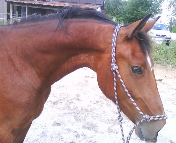 Anden særlig race milan # solgt # - træner med plastik.. han var super dygtig... en meget lærenem hest :O) billede 12