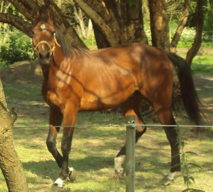 Anden særlig race milan # solgt # - milan i solen billede 13