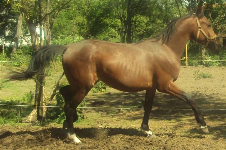 Anden særlig race milan # solgt # - go left.. go left... go left, right, left billede 14