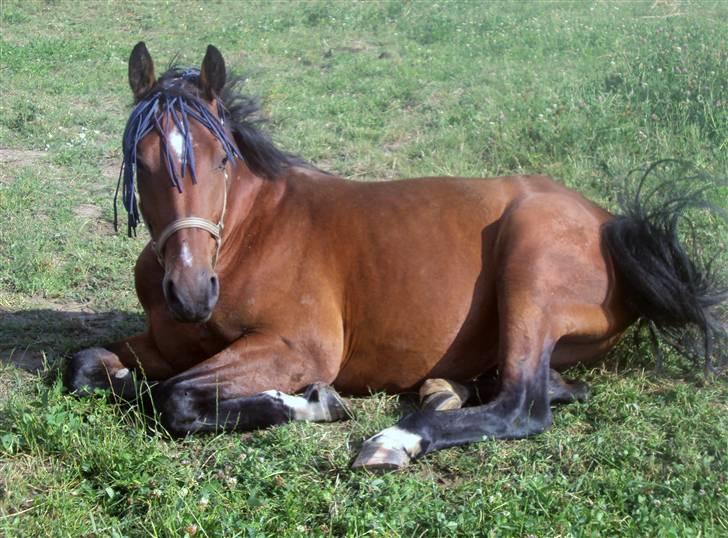 Anden særlig race milan # solgt # - ligger og nyder vejret en skøn sommer dag :O) billede 16