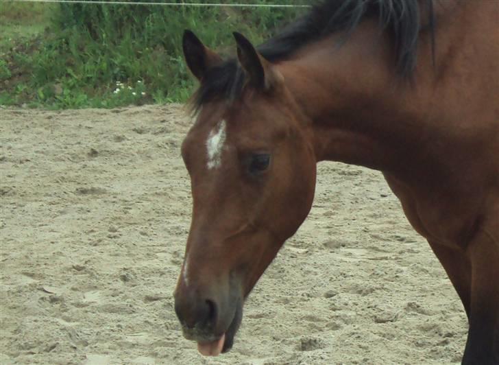 Anden særlig race milan # solgt # - ved ikk lige hvad det er han laver lige der :D billede 17