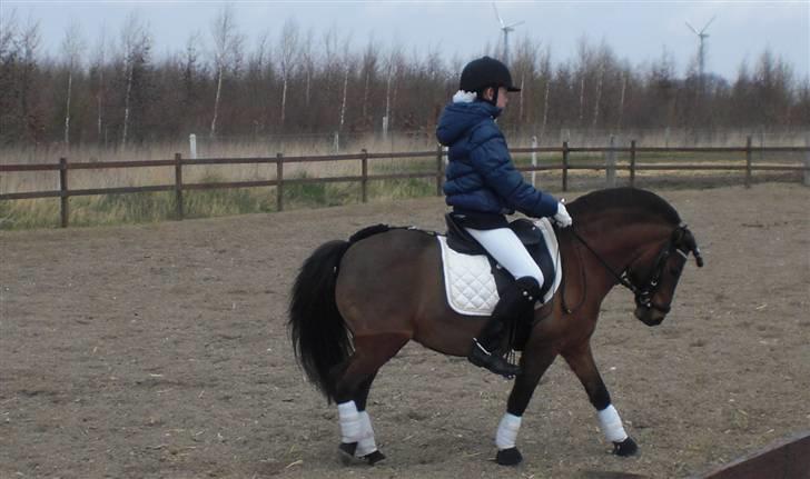 Anden særlig race | MISCHA - Fra stævnet på RKVS i LB1  billede 11