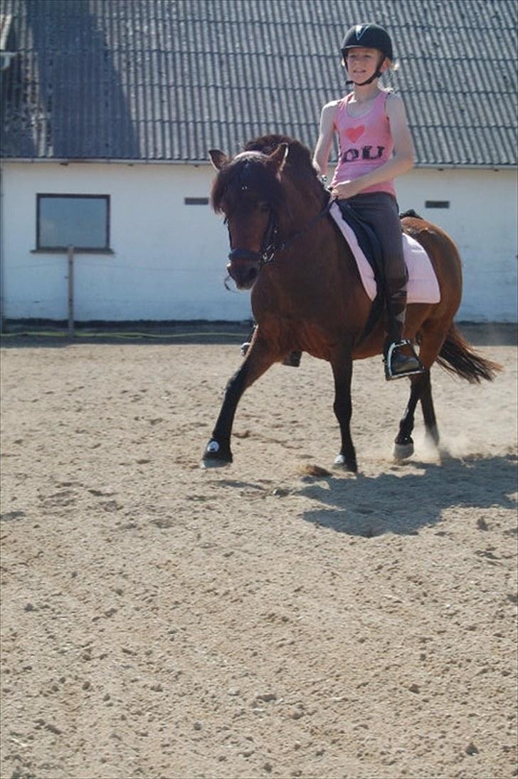 Anden særlig race | MISCHA - Min super seje pony! KM-Foto billede 14