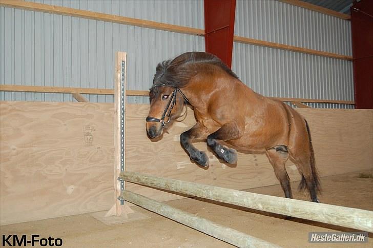 Anden særlig race | MISCHA - Mischa løsspringer, ca. 60cm billede 16