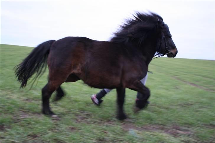 Anden særlig race Magnus - 4) Tjek min blanding af en islænder (Foto. Cecilie N. Poulsen) billede 4