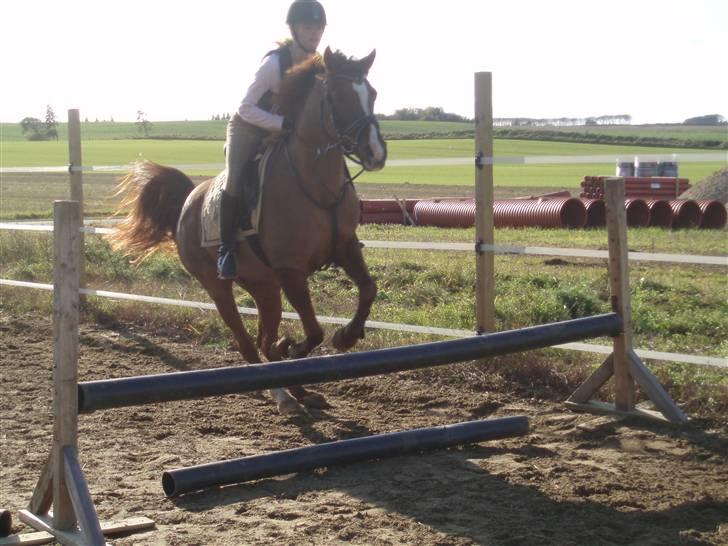 Sportsaraber (A) Valodias Duchess**SOLGT** billede 6