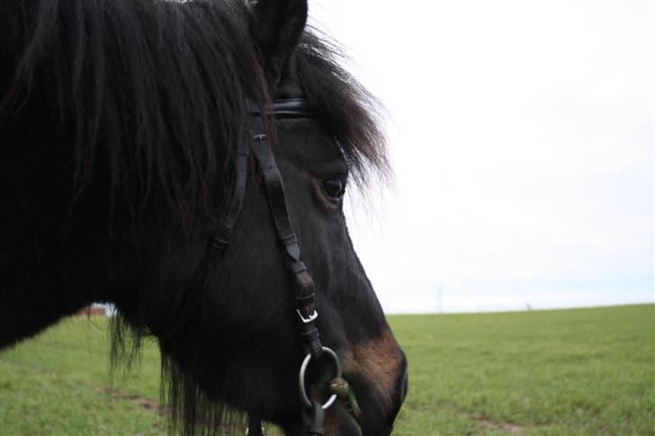 Anden særlig race Magnus - 8) Farvel.. Giv en bedømmelse & Læg en kommentar. Tak. (Foto. Mig) billede 8