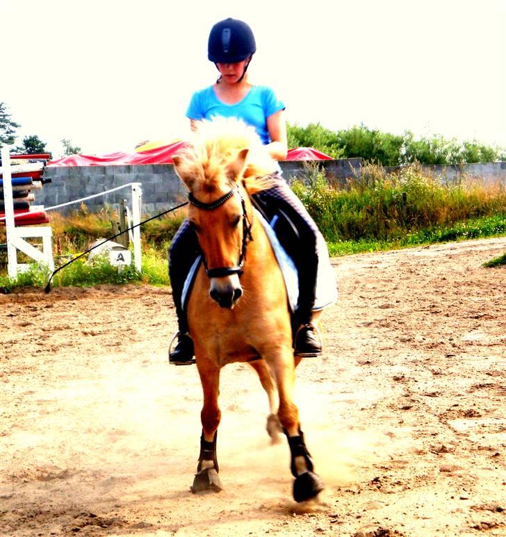 Anden særlig race Golden Dancer - Solgt - Dygtig lille pons.  billede 19