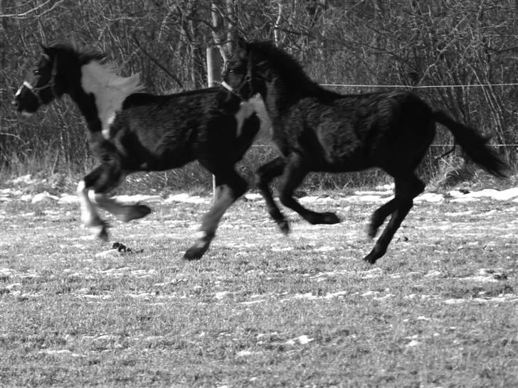 Frieser Bastiaan *R*I*P* - 31.01.2009 billede 17