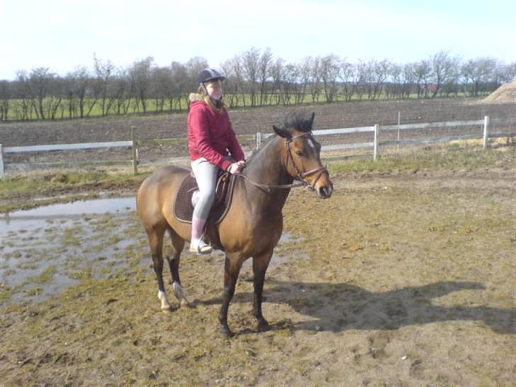 Welsh Cob (sec D) Lonestar "solgt" - Mig på Mulle ;) billede 15