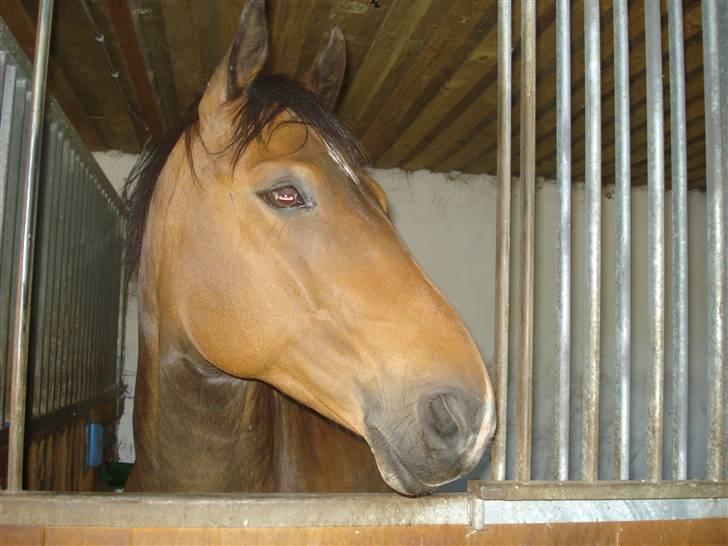 Welsh Cob (sec D) Lonestar "solgt" - Mulle står i boksen ;) billede 16