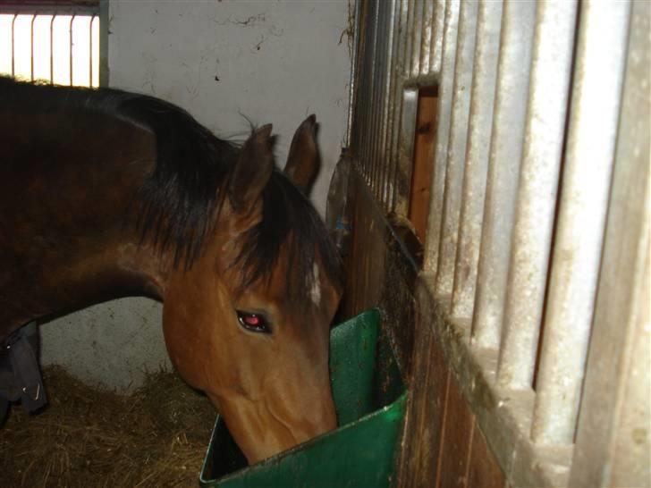 Welsh Cob (sec D) Lonestar "solgt" - Mulle spiser ;) billede 17
