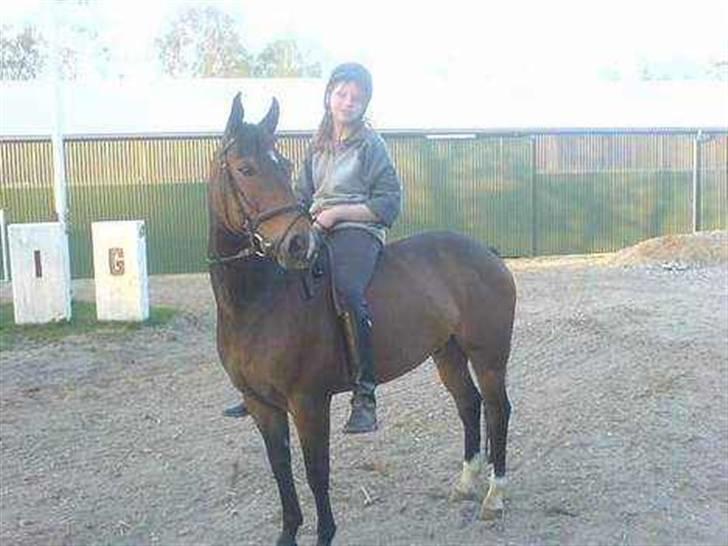 Welsh Cob (sec D) Lonestar "solgt" - Mig på Mulle :) billede 18