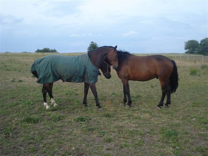 Welsh Cob (sec D) Lonestar "solgt" - Mulle og Tusse :) billede 19