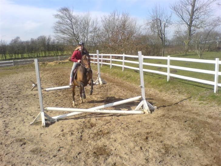 Welsh Cob (sec D) Lonestar "solgt" - Vi springer :) billede 20