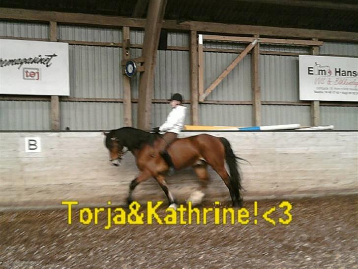 Anden særlig race Torja (Halvpart) billede 10