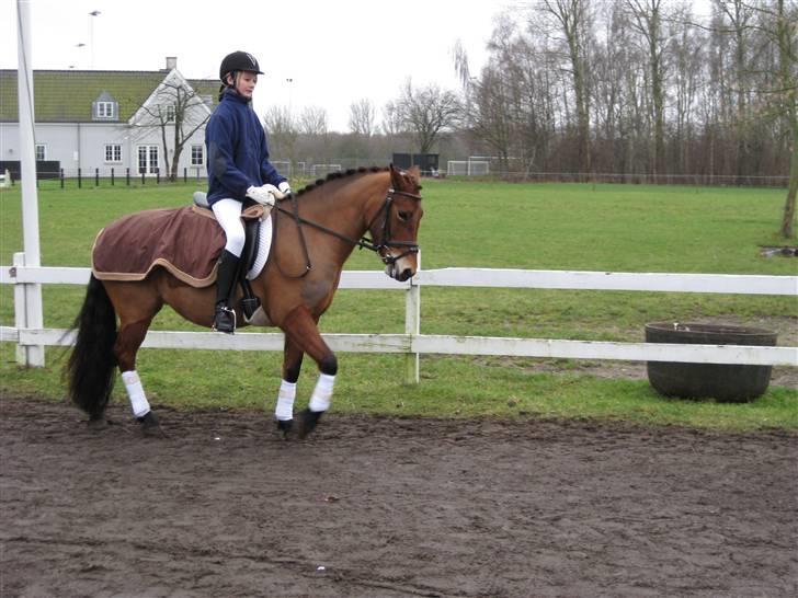 New Forest Stegstedgårds Montell - nyt* i killerup<3 billede 8