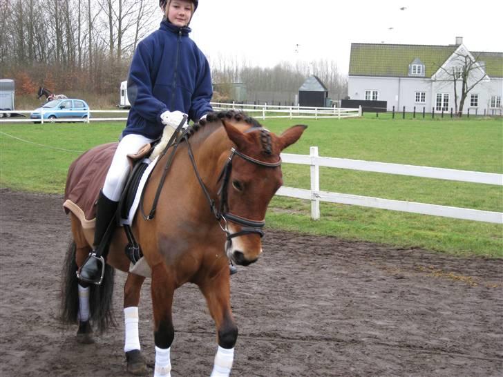 New Forest Stegstedgårds Montell - også i killerup (: billede 9