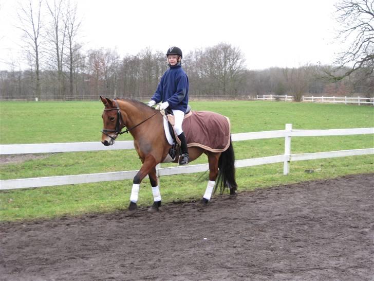 New Forest Stegstedgårds Montell - igen i killerup (: billede 10