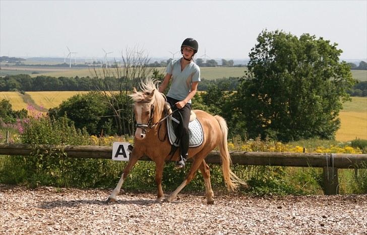 Palomino Nathalie *solgt* gl. part - The reason it hurts so much to seperate is because our souls are connected<3 billede 3