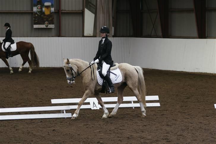 Palomino Nathalie *solgt* gl. part - I dropped a tear in the ocean. The day you fin it is the day I will stop missing you<3 billede 4