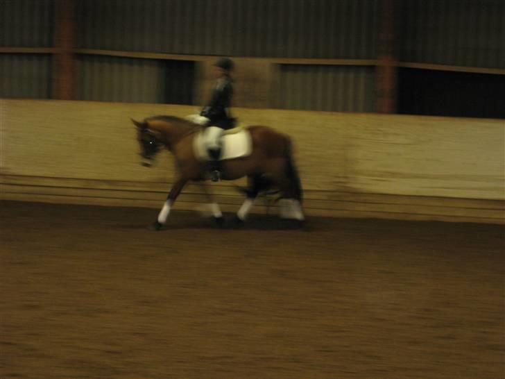 New Forest Stegstedgårds Montell - killerup (: undsyld kvali :s billede 11