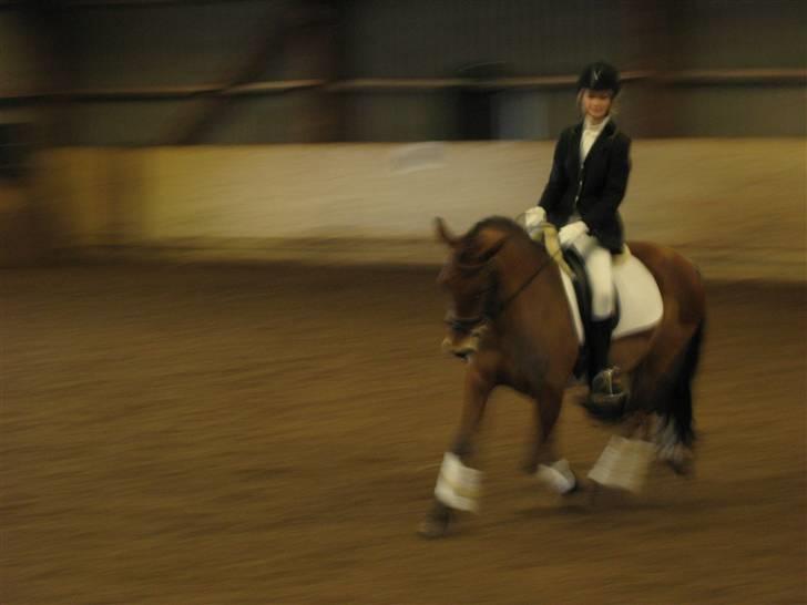 New Forest Stegstedgårds Montell - killerup (: undsyld kvali :s billede 12