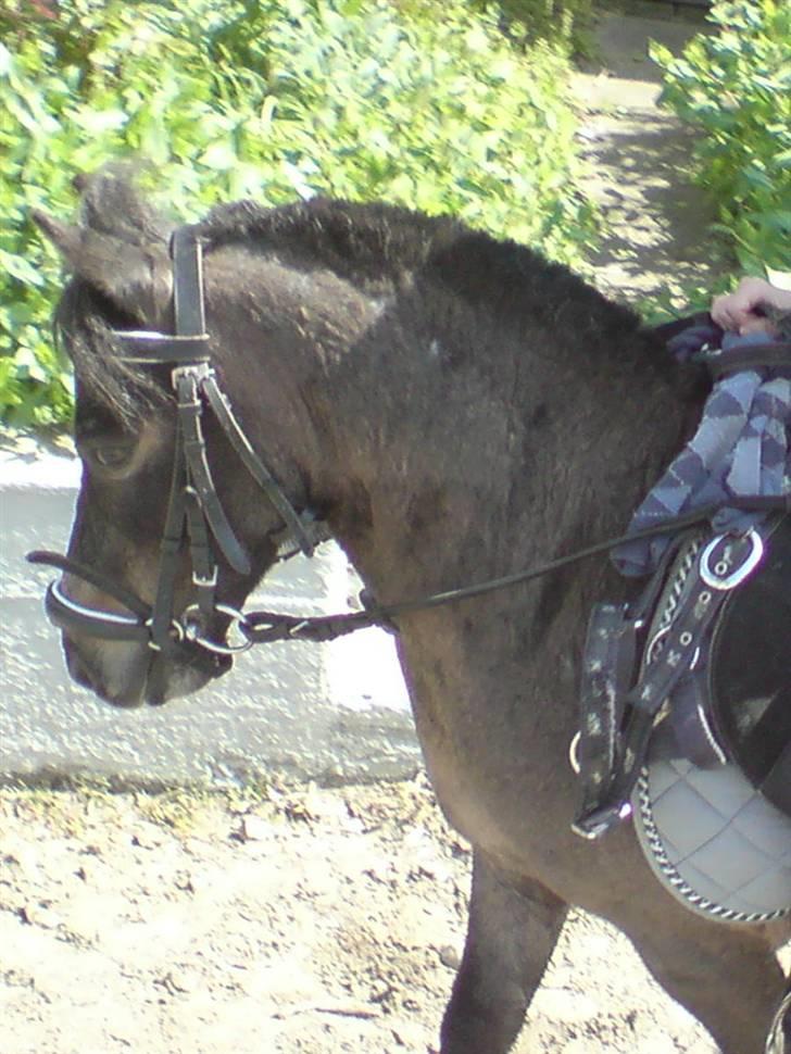 Shetlænder Lille skid (Solgt) - Lille Skid billede 10