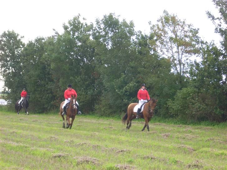 Anden særlig race Bøgestalds Figaro.SOLGT.. - så er der fart over feldtet til scharkenborgjagt 2008..:) billede 11