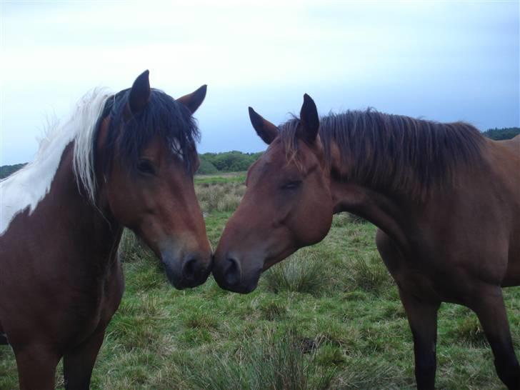 Pinto Chagall *solgt* - Chagall og Brighton <3 billede 10