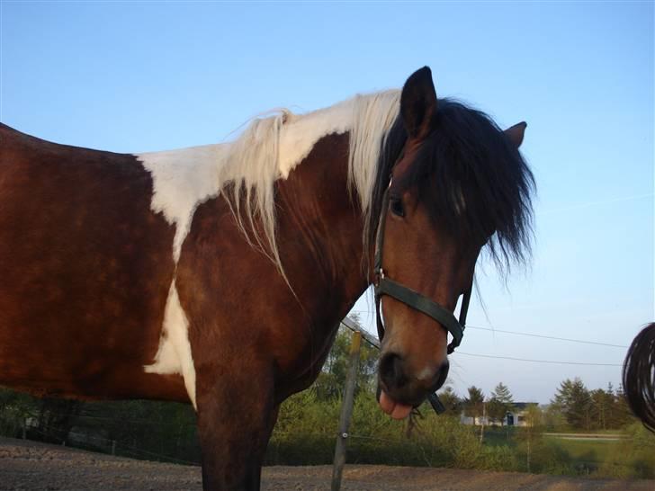 Pinto Chagall *solgt* - Chagall rækker tunge :) billede 11