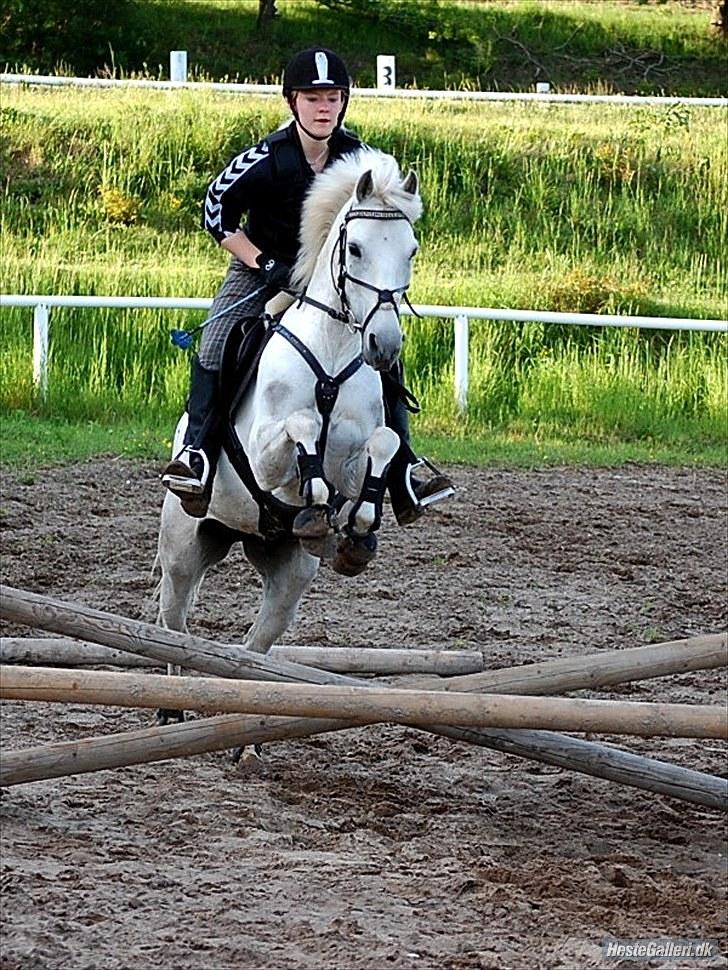 Anden særlig race Isabel  - Foto: Ditte Andersen. (Træning) billede 3