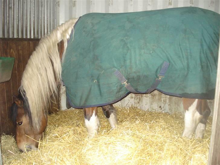 Pinto Chagall *solgt* - Chagall <3 billede 12