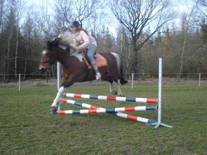 Pinto Chagall *solgt* - SPRING ;D billede 13