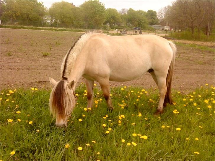 Fjordhest Højgaards Dahlia *R.I.P* - 19. Dahlia på fold med Niclas (: 3 uger inden at hun har termin <3 billede 19