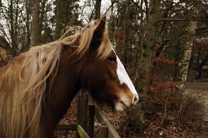 Irish Cob Flora  May´s Kenya - Kenya vildbasse januar 2009 billede 7