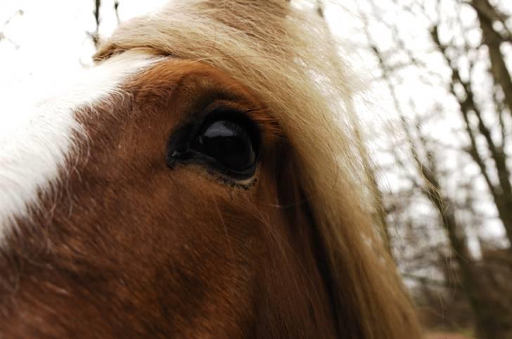 Irish Cob Flora  May´s Kenya - Smukke pige billede 8