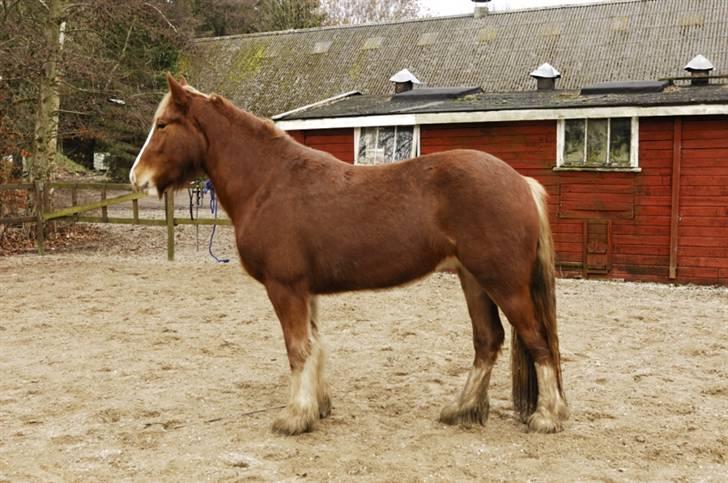 Irish Cob Flora  May´s Kenya - Januar 2009 billede 9