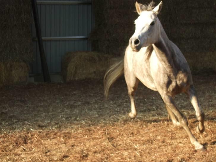 Arabisk fuldblod (OX) Ithaka Dansepige  - 4* Ithaka tog sig lige en løbetur i ridhuset billede 4