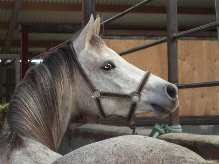 Arabisk fuldblod (OX) Ithaka Dansepige  - 5* billede 5