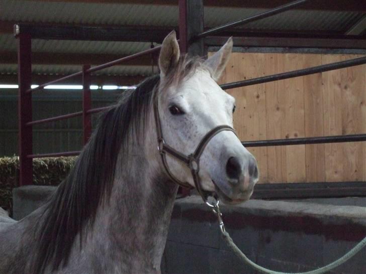 Arabisk fuldblod (OX) Ithaka Dansepige  - 7* hun er da smuk billede 7