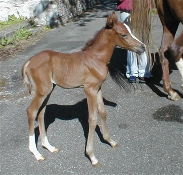 Arabisk fuldblod (OX) Ithaka Dansepige  - 9* Ithaka som lille billede 9