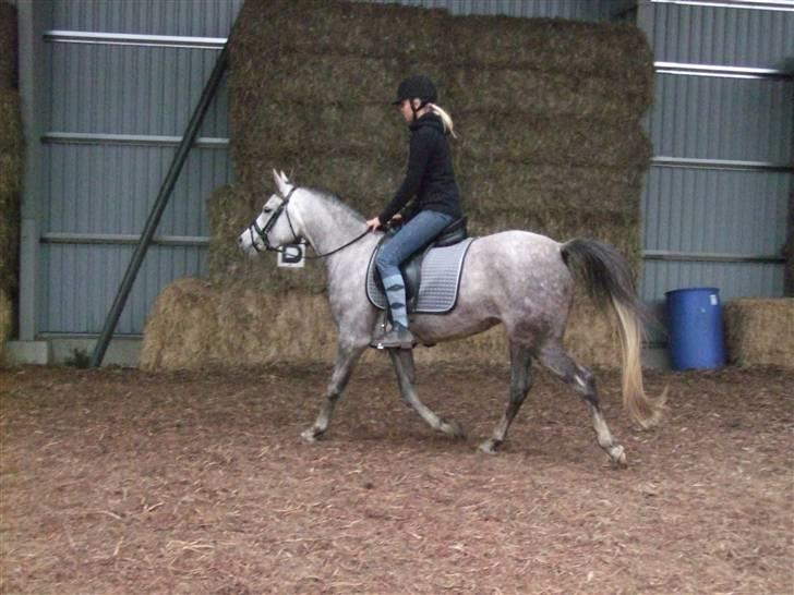 Arabisk fuldblod (OX) Ithaka Dansepige  - 14* første gang med rytter uden longe - hun klarede det bare SÅ godt - rytter: Suz billede 14