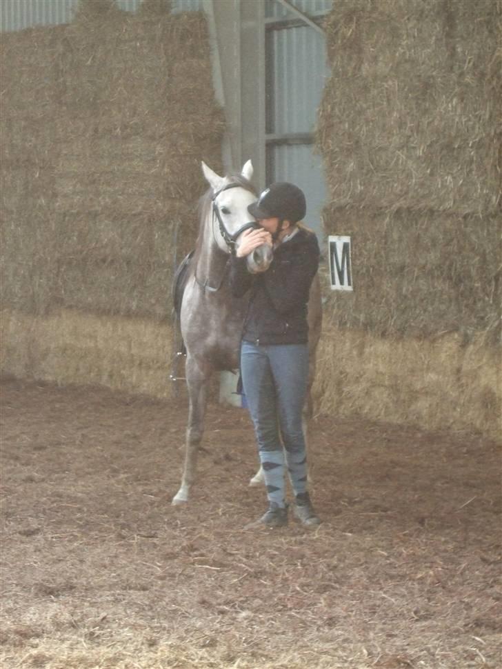 Arabisk fuldblod (OX) Ithaka Dansepige  - 16* Ithaka får lige et kys billede 16