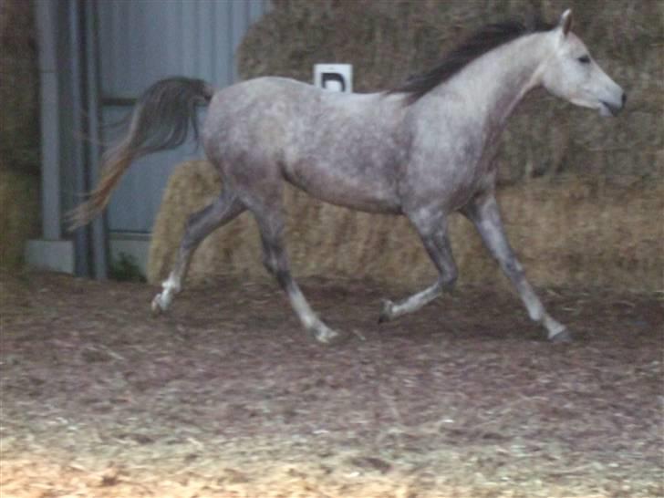 Arabisk fuldblod (OX) Ithaka Dansepige  - 18* løs i ridehuset billede 18