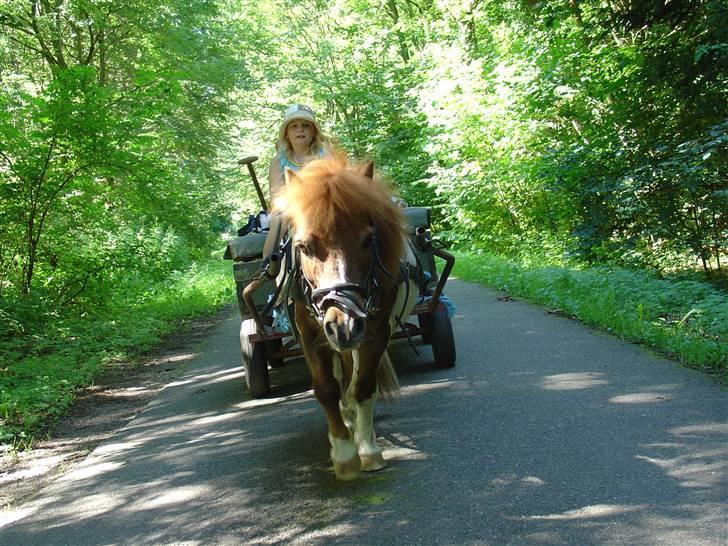 Shetlænder Skovlundegårds Nicolai - mig og nicolai i hamber skoven på den store ridelejer 2004 billede 1