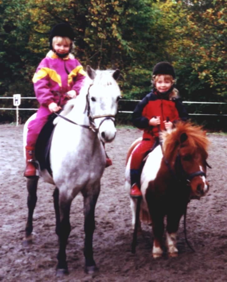 Shetlænder Skovlundegårds Nicolai - mig på Marcus og min veninde på Nicolai billede 3