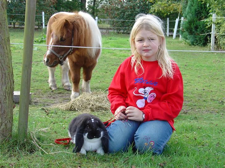 Shetlænder Skovlundegårds Nicolai - mig nicolai og min kanin da jeg var lille billede 4