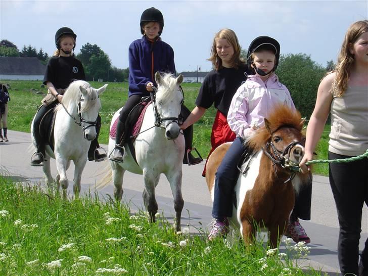 Shetlænder Skovlundegårds Nicolai - mig forest på nicolai på vej til storelegedag billede 5